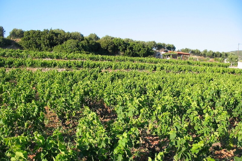 Wanderung durch das Nachtigallental alltours Samos